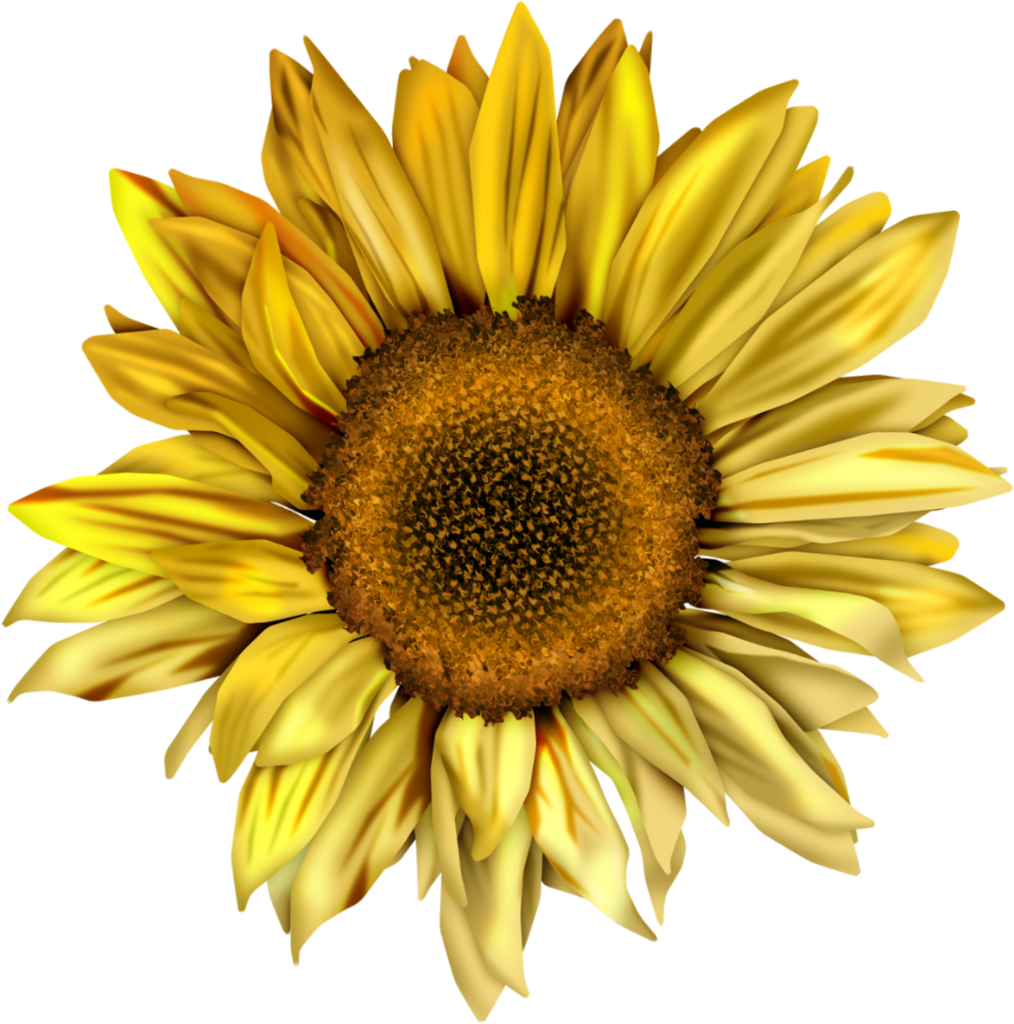 Sunflowers Clipart Tumblr - Png Sunflower (1014x1024)