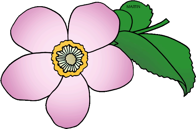 State Flower Of Iowa - State Flower Of Iowa (648x448)