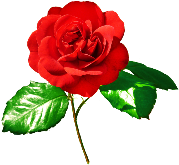Rose Image Red Rose - Roses And Green Leaves (627x596)