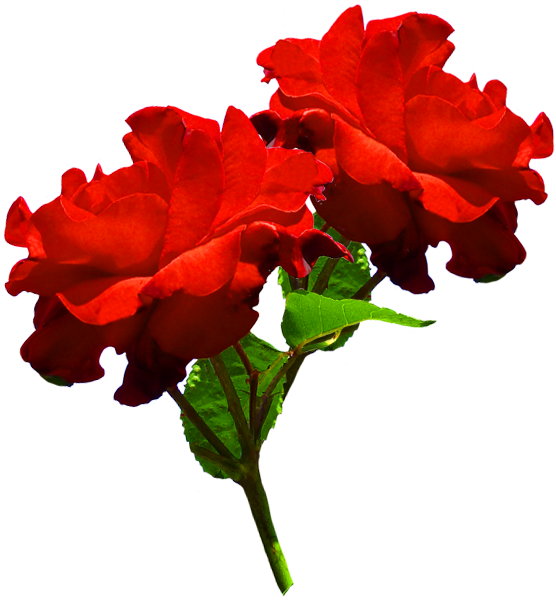 Clipart Of Two Red Roses - Hd Two Red Rose Png (605x648)
