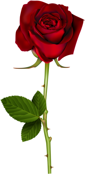 Red Rose Png Transparent Image - Rose Transparent (310x600)