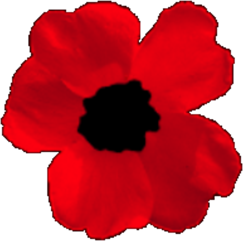 Corn Poppy (1090x1145)