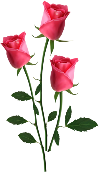 Pink Rose Clipart Small Rose - Pink Roses Png (341x600)