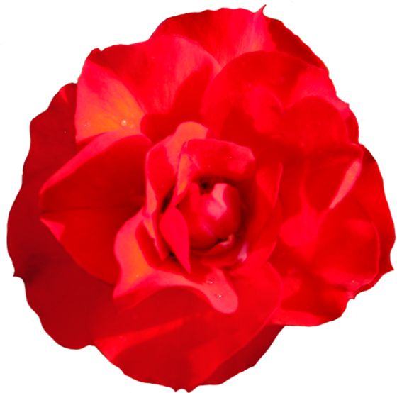 Head Of Singel Red Red Rose, Rosa Goldmarie Clipart - Garden Roses (594x591)