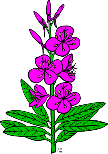 Vektor Menggambar Epilobium Angustifolium Tanaman - Fireweed Clipart (351x500)