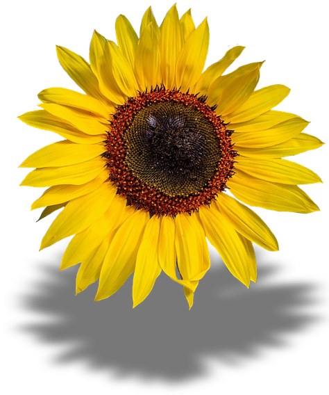 Sun Flower Clipart 28, - Girasoles Png (540x720)