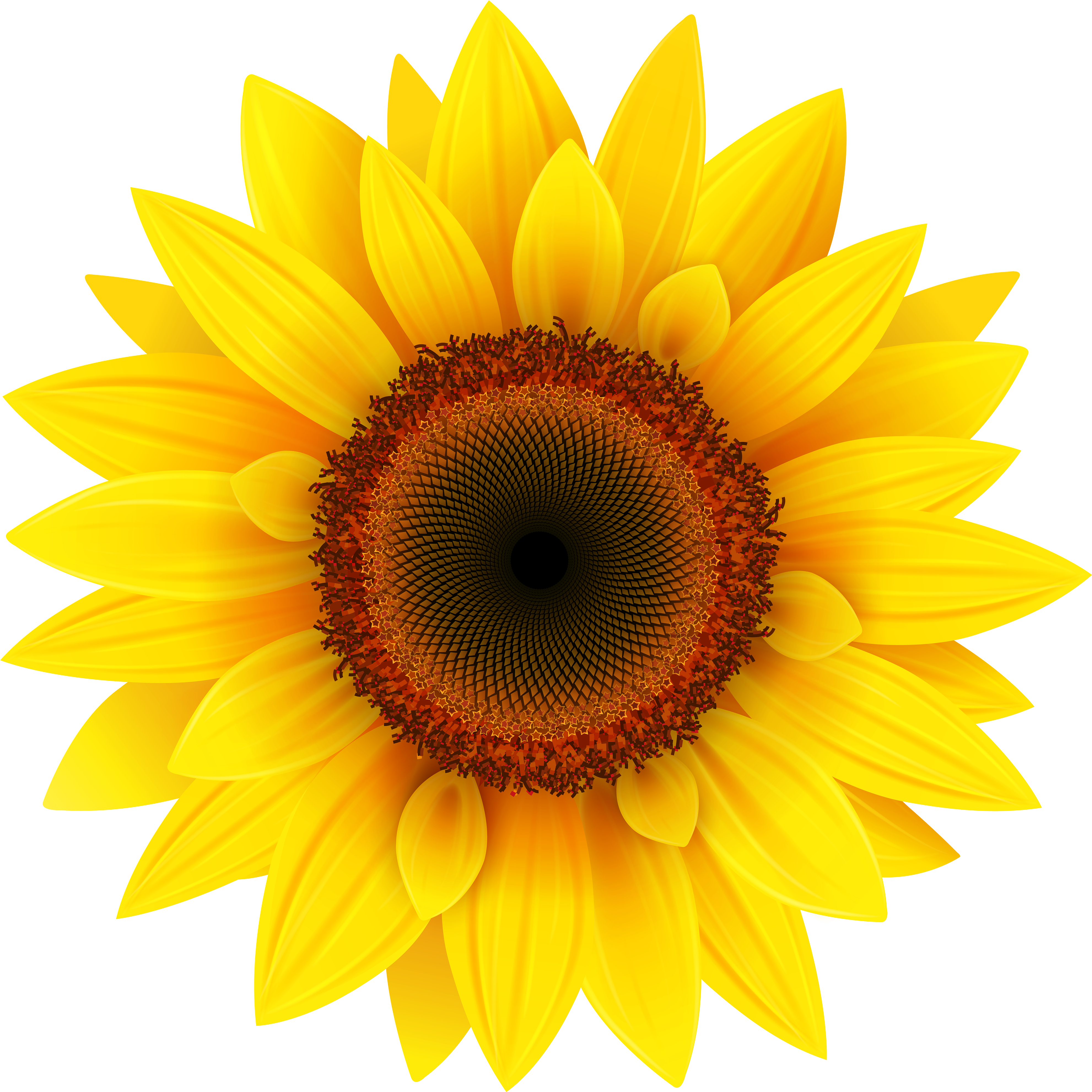 New Clip Art Sunflowers Medium Size - Sunflower Png (4000x4001)