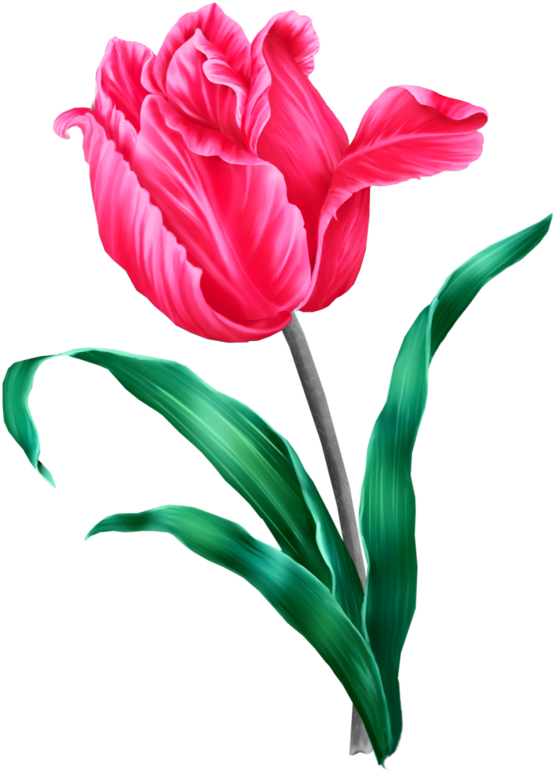 Clip Art - Flower (582x800)
