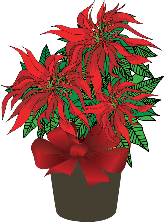 Poinsettia Clip Art Free - Poinsettia Plant Clip Art (554x750)