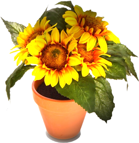 Potted Sunflowers - Fleurs Bouquet De Tournesols (500x500)