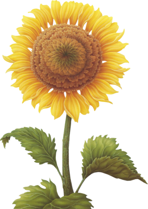 Find This Pin And More On Clip Art - Common Sunflower (500x706)