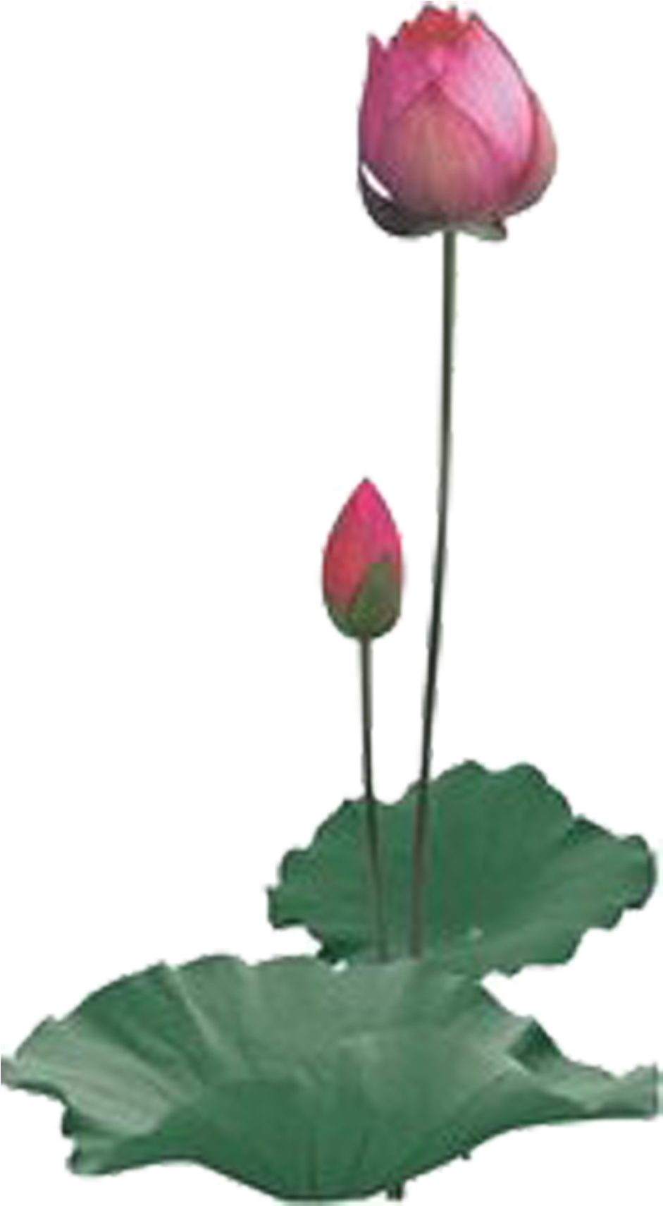 Nelumbo Nucifera Preview Clip Art - Nelumbo Nucifera Preview Clip Art (2953x2953)
