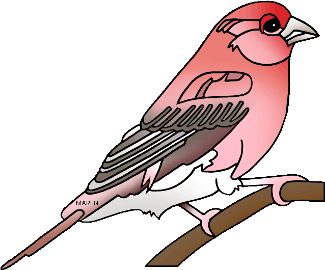 State Bird Of New Hampshire Purple Finch - New Hampshire State Bird (648x547)