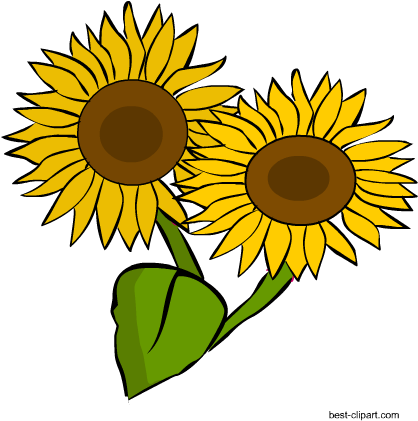 Two Sunflowers, Png Clip Art Image - Clip Art (450x450)