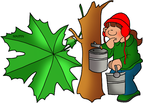 New York State Tree Sugar Maple - Sap Of Trees Clipart (614x424)