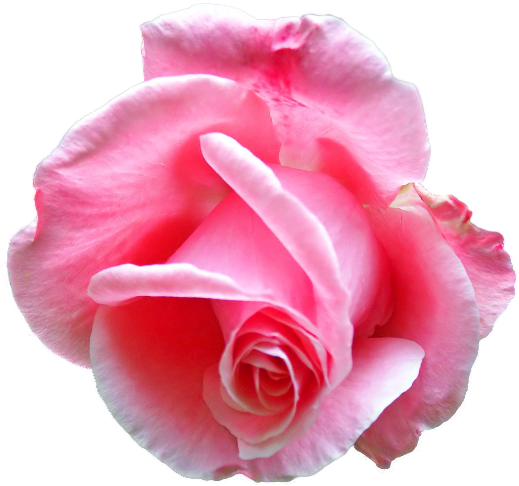 Flower Rose Bud Floral Design Floral Emblem - Flower Rose Bud Floral Design Floral Emblem (1093x1024)
