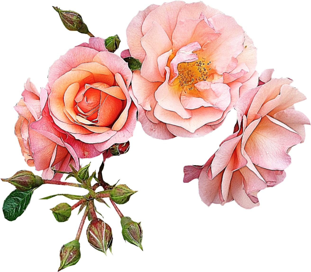 Garden Roses Flower Pink Clip Art - Wedding Day* Gold Love!!! (1355x1227)