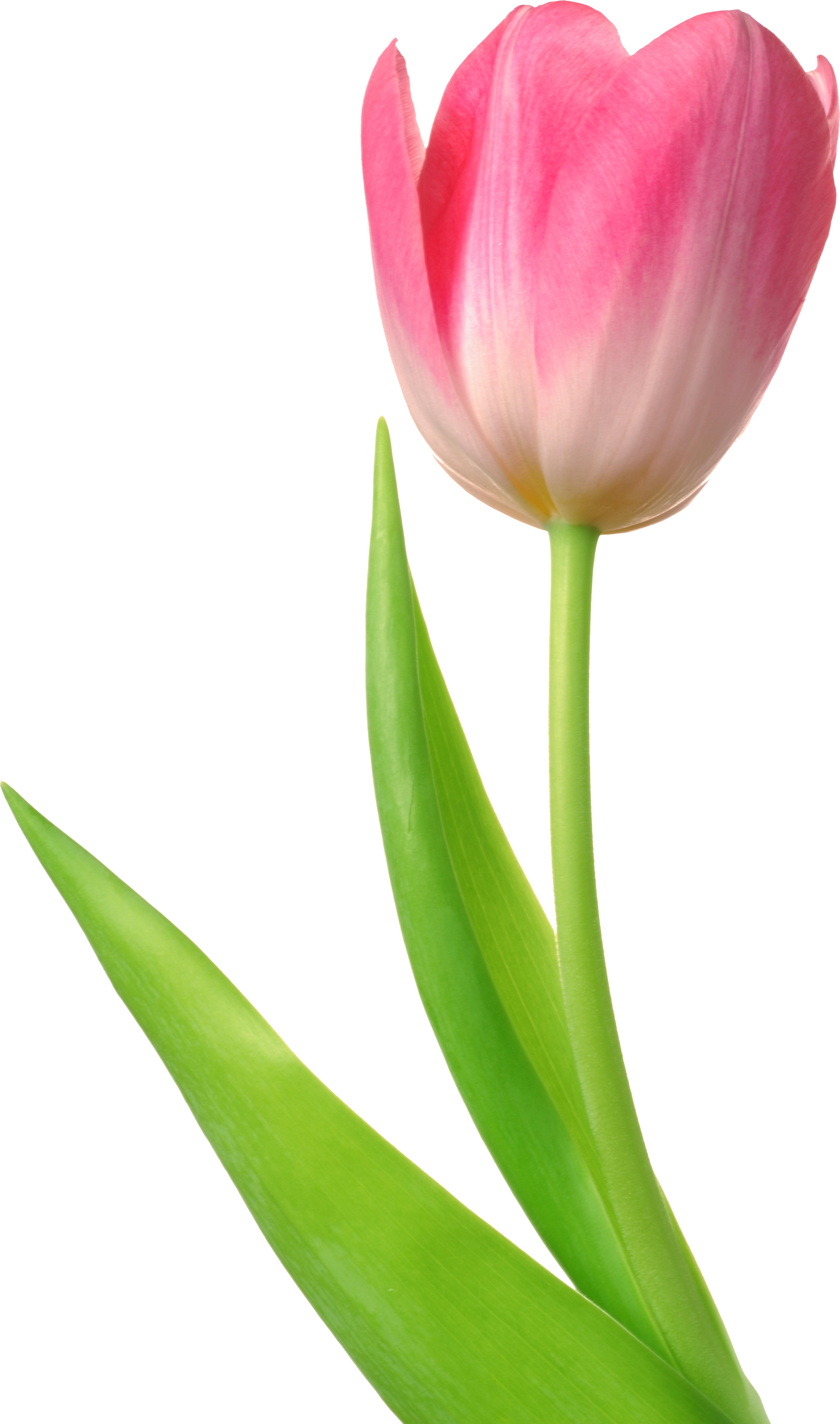 Tulip Clipart - Tulip Png (2078x3521)