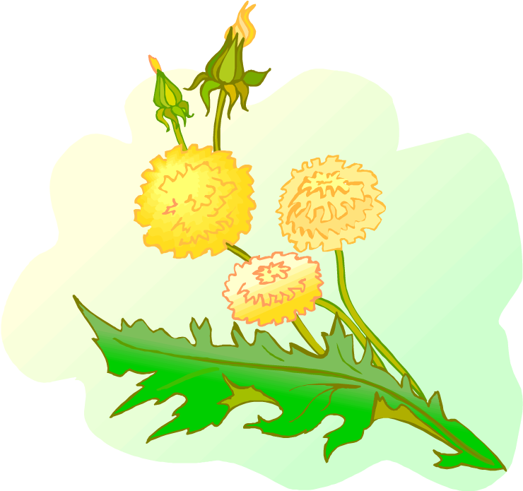 Floral Design Dandelion Clip Art - Floral Design Dandelion Clip Art (750x703)