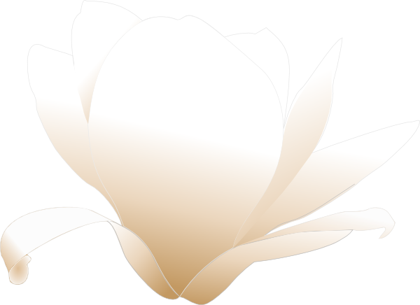 Magnolia Clip Art (600x436)