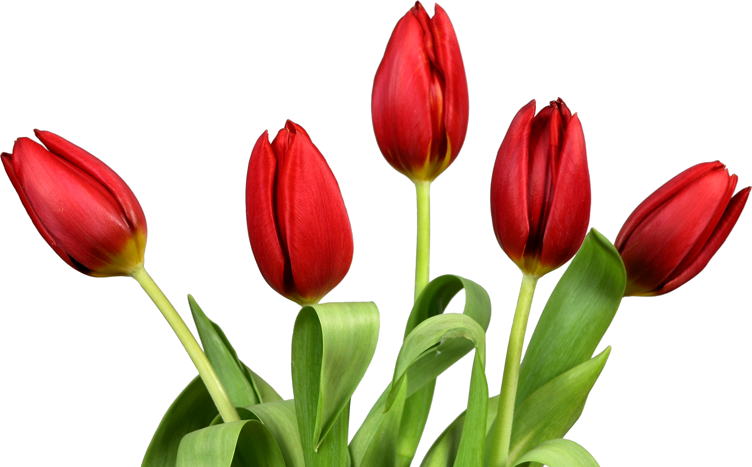 Tulip Flower Clip Art - Tulip Flower Clip Art (2560x1600)