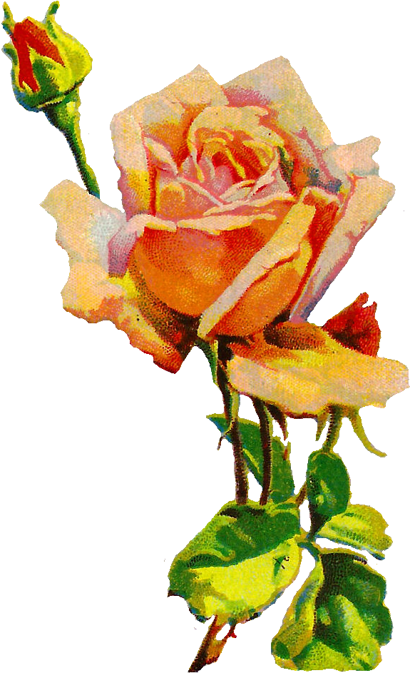 Rose Flower Image Botanical Illustration - Rose (674x1014)