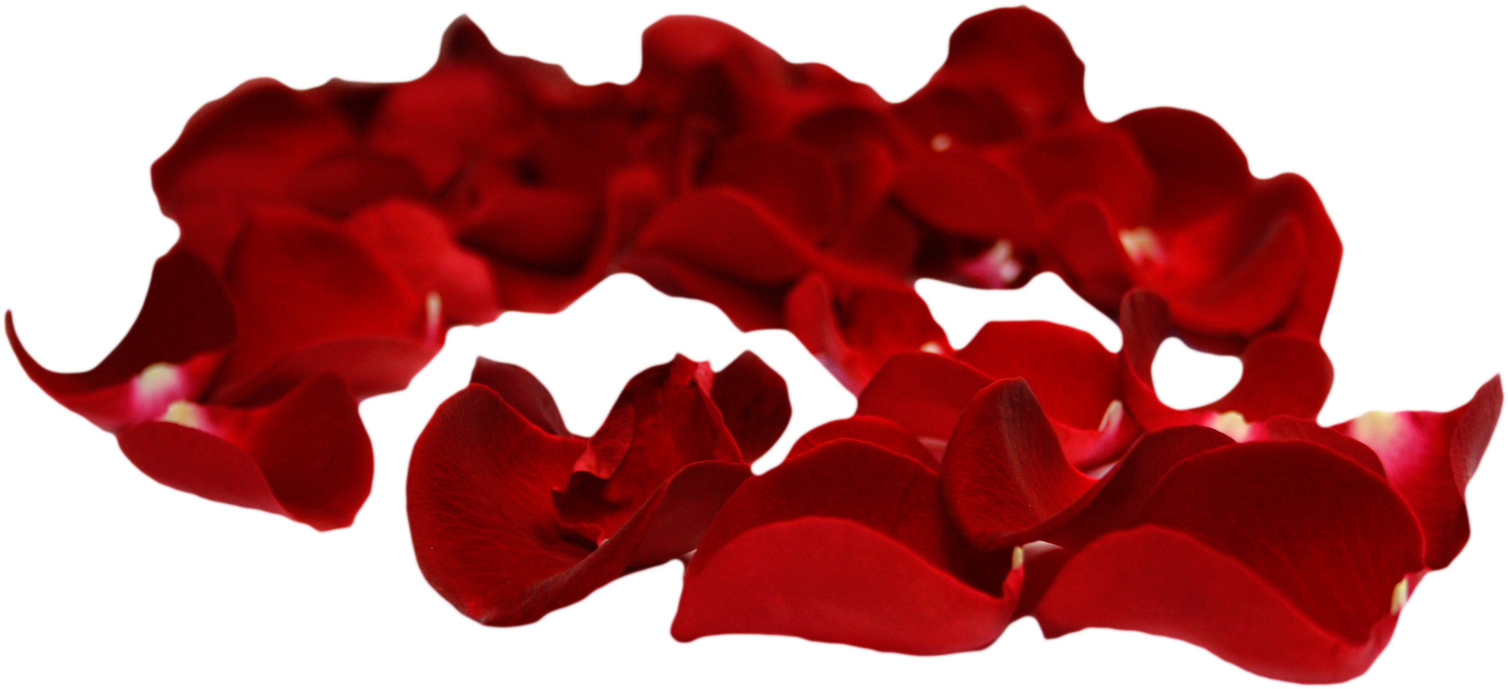 Petal Rose Clip Art - Transparent Background Transparent Rose Petals (3256x1622)