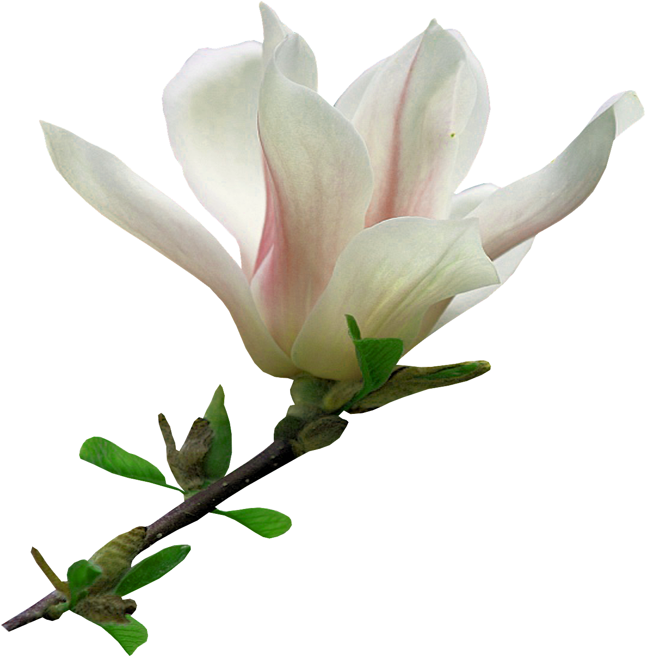 Flower Blog Clip Art - Flower Blog Clip Art (1498x1562)