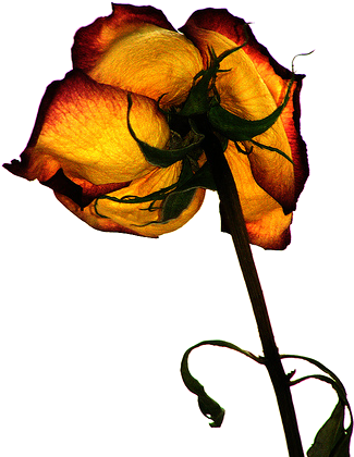 Three Individual Background Images - Back Walkover (375x500)