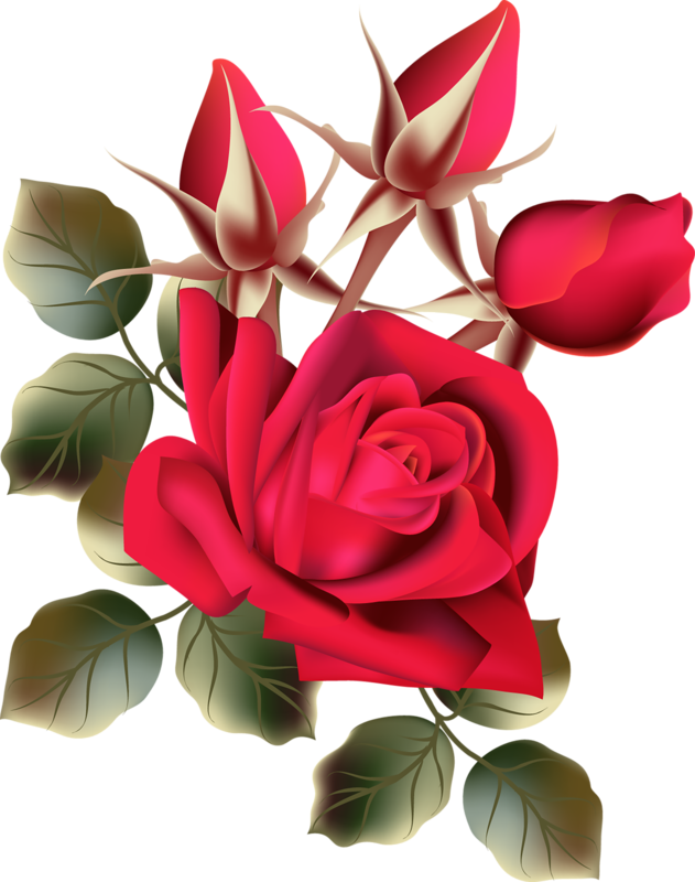 Ceae5a46 - Rose Flower Images Free Download Hd (631x800)