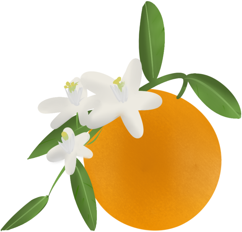 Orange Blossom By Yinglongfujun - Orange Blossom Clip Art (894x894)