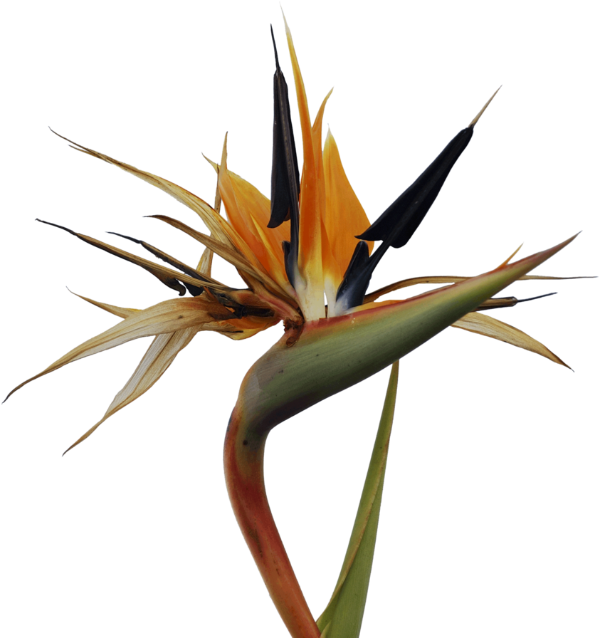 Bird Of Paradise Bird Of Paradise Flower Clip Art - Bird Of Paradise Bird Of Paradise Flower Clip Art (871x917)