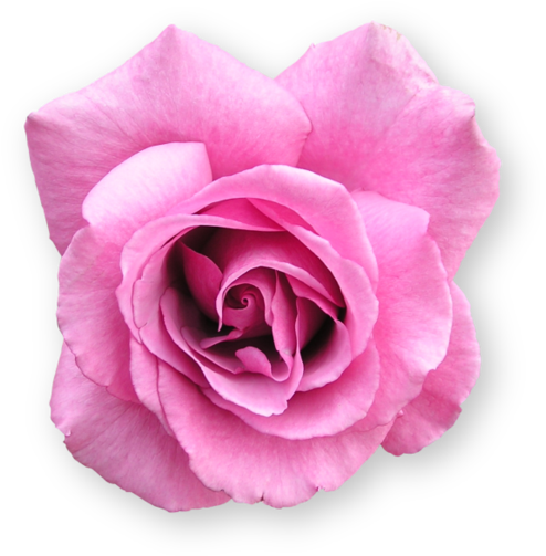 Flower 2 Free Reign Inspiration And Design By Velmagigglewink - You' Re Eingeladen Zu Einem Polterabend Karte (600x600)