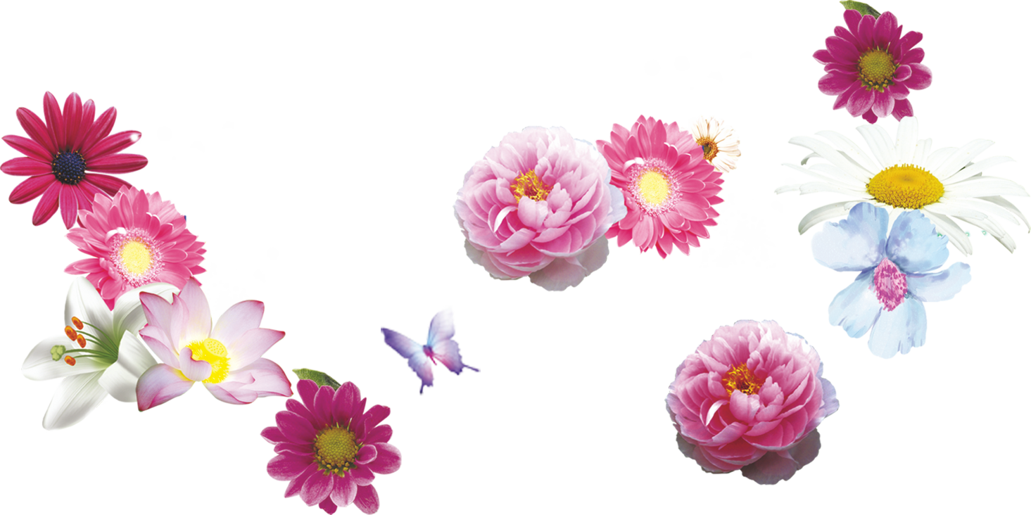 Flower Chrysanthemum Floral Design Pink - Flower Chrysanthemum Floral Design Pink (1465x732)