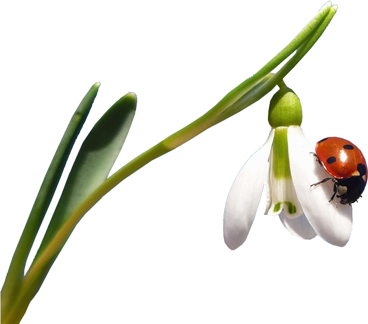 Flower Clipart Ladybird On A Daffodil Flower - Portable Network Graphics (771x664)