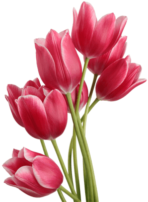 Tulip Bouquet - Tulip Png (400x400)