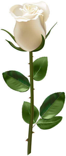 Rose With Stem White Transparent Png Image - Blue Rose With Stem (255x600)