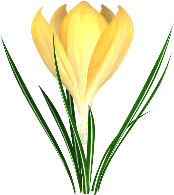 Crocus Flower Snowdrop Tulip Clip Art - Crocus Flower Snowdrop Tulip Clip Art (714x800)