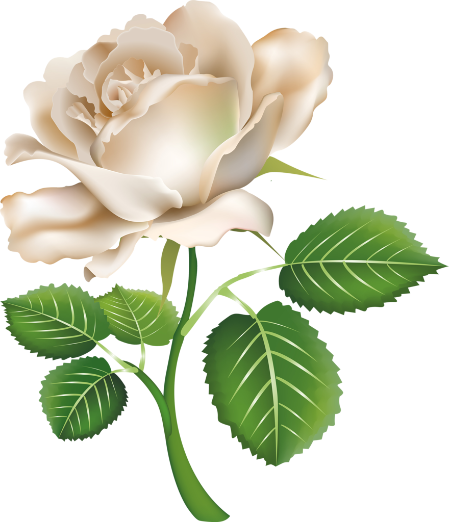 Album - Rosa Blanca Png (880x1024)