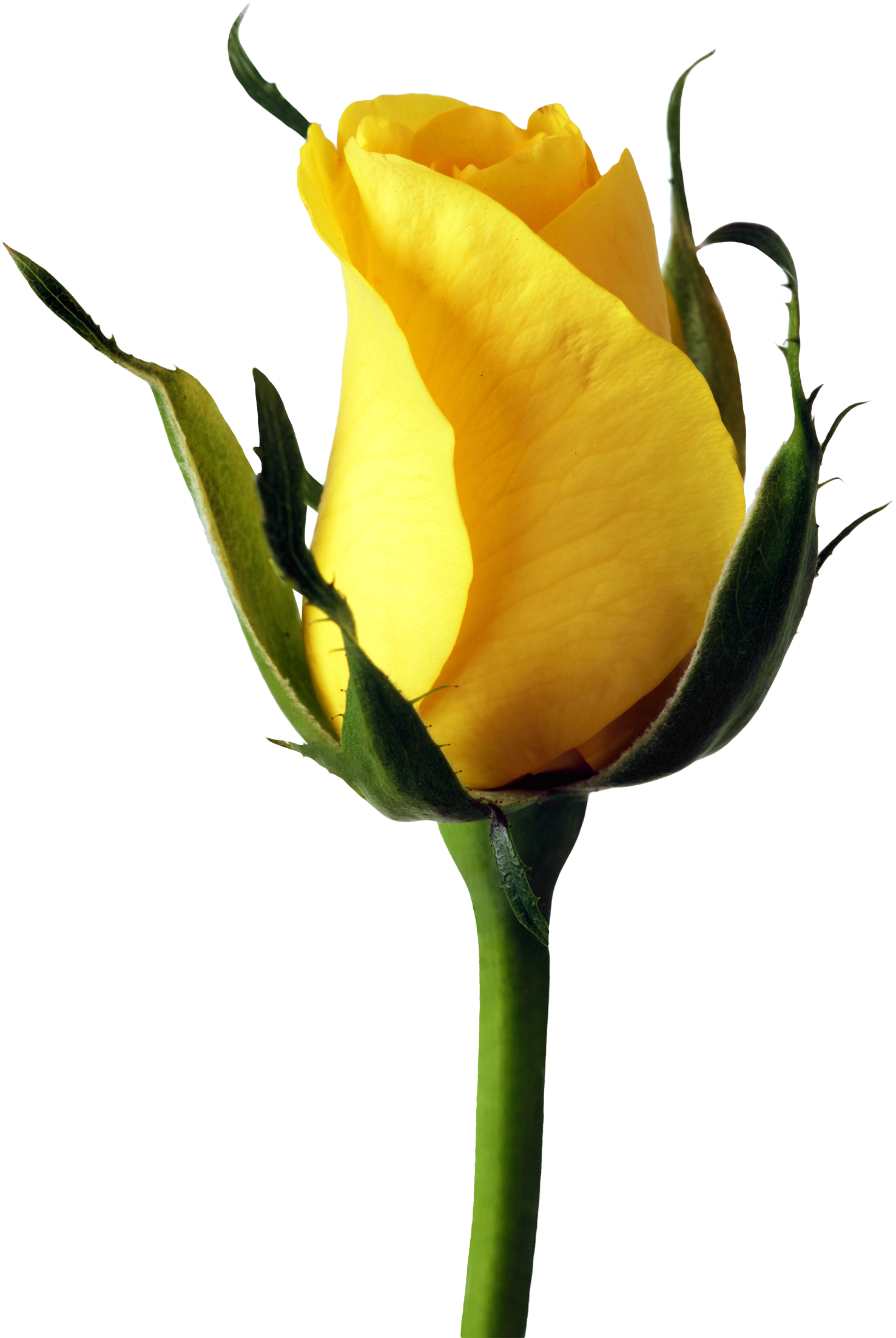 This High Quality Free Png Image Without Any Background - Yellow Rose Png Transparent (1728x2340)