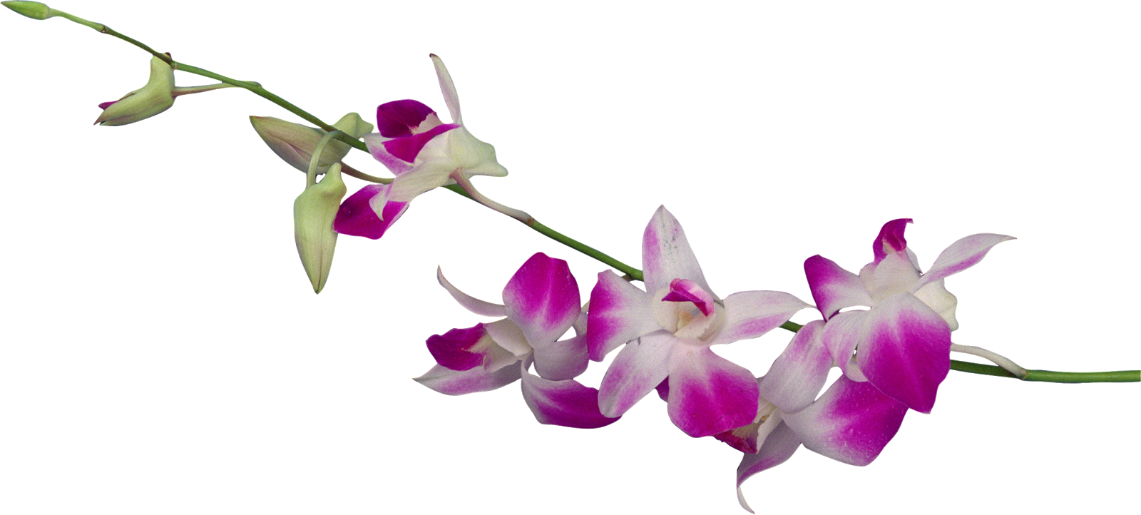 Dendrobium Orchids Flower Clip Art - Дендробиум Пнг (1600x722)