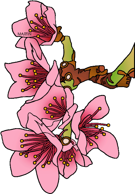 State Flower Of Delaware - Peach Blossom Clip Art (460x648)