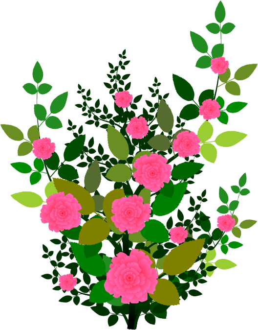 Rose Clipart Rose Plant - Rose Shrub Clipart (528x674)
