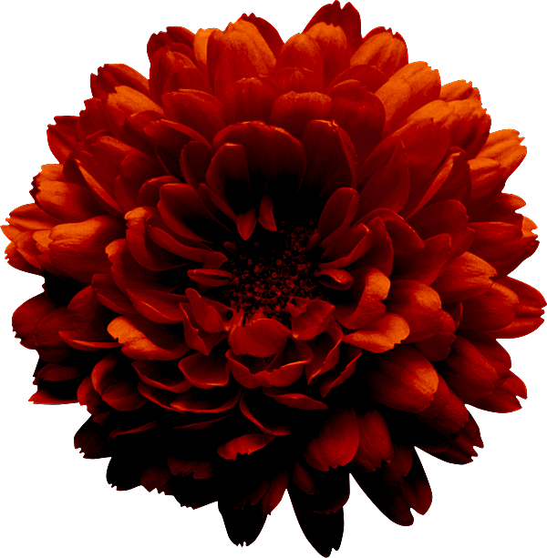 Flower Yellow Garden Roses Clip Art - Flower Yellow Garden Roses Clip Art (600x613)