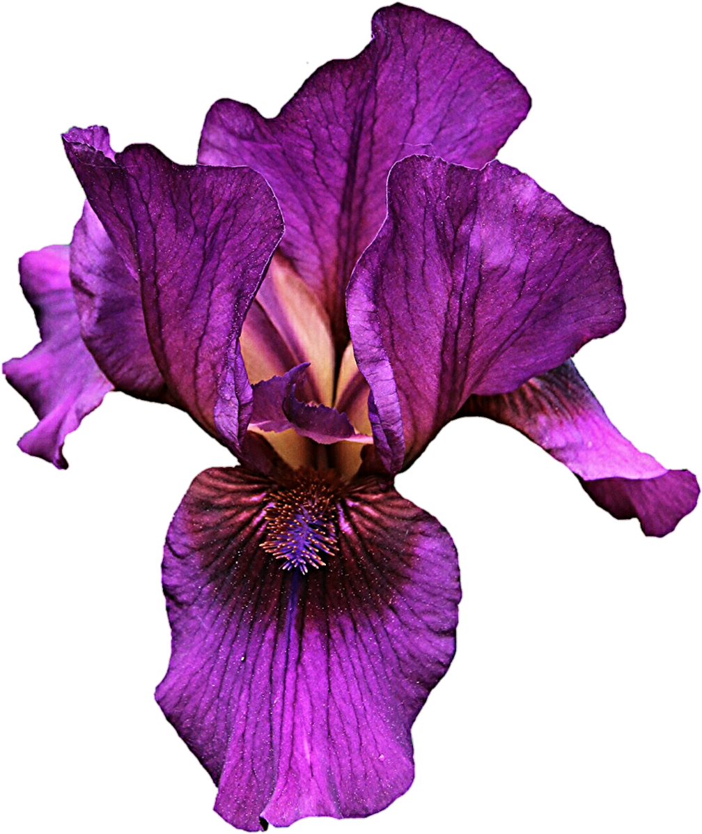 Purple Iris By Jeanicebartzen27 Purple Iris By Jeanicebartzen27 - Iris Flower Png (1024x1208)