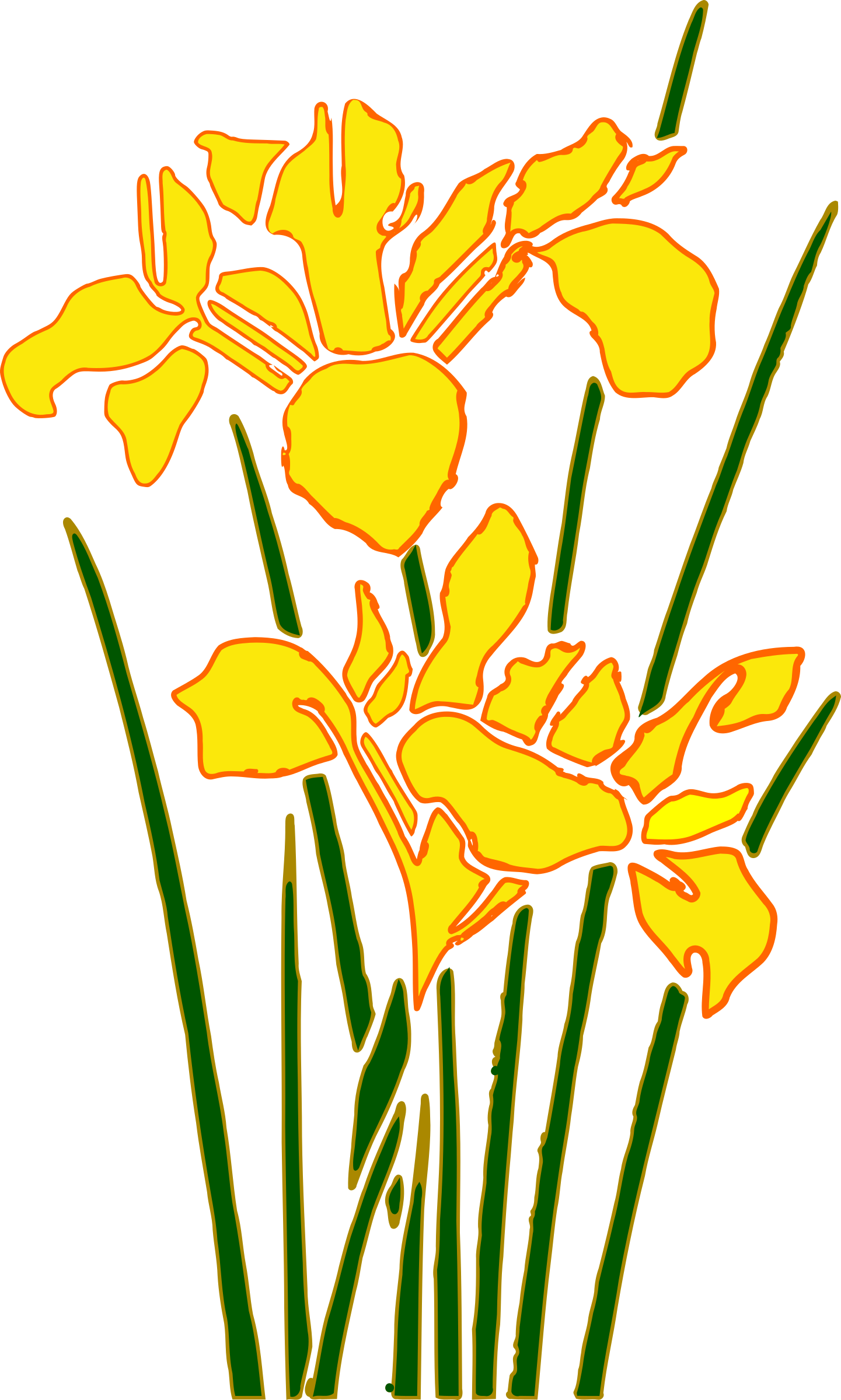 Iris 2 - Yellow Iris Transparent Clipart (1441x2400)