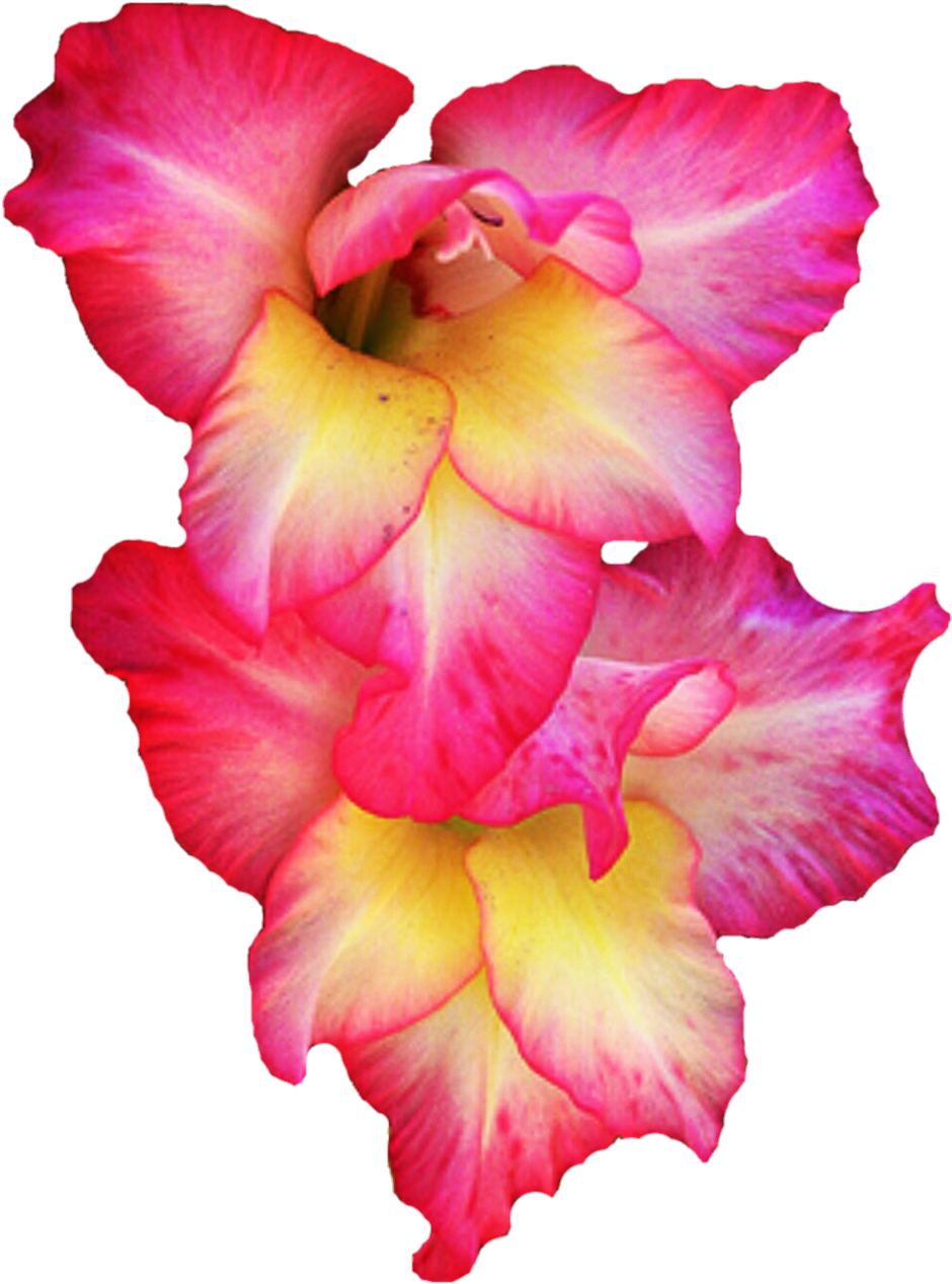 Gladiolus Flower Clip Art - Gladiolus Flower Clip Art (1024x1309)