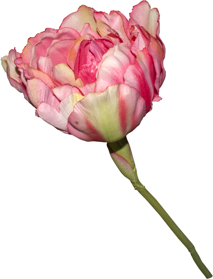 Garden Roses Raw Image Format Clip Art - Garden Roses Raw Image Format Clip Art (719x924)