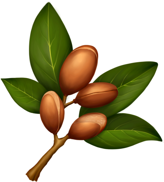 Bio-argan Oil - Argan Leaf (600x600)