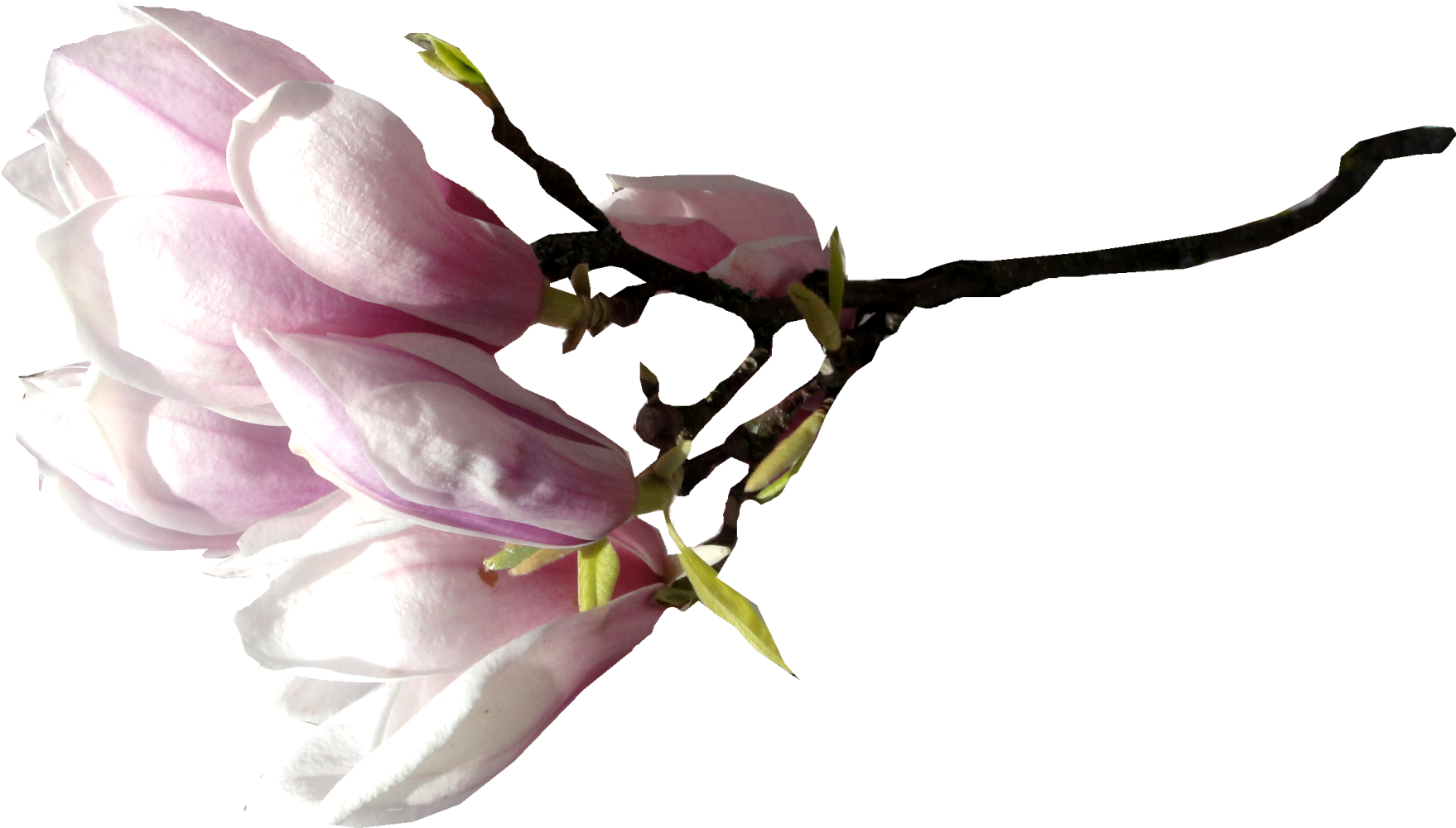 Flower Magnolia Clip Art - Flower Magnolia Clip Art (1984x1488)